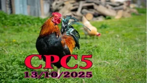 Phát lại đá gà C5 Campuchia full HD ngày 13/10/2025