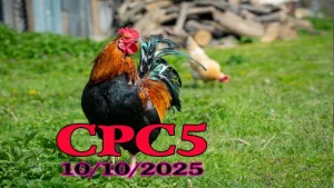 Phát lại đá gà C5 Campuchia full HD ngày 10/10/2025