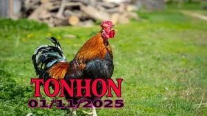 Phát lại đá gà Tonhon Campuchia full HD ngày 01/11/2025