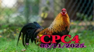 Full Clip Đá Gà CPC4 Hôm Nay 03/11/2025