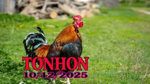 Phát Lại Trực Tiếp Đá Gà Tonhon 10122025 Chuẩn Mượt