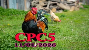 Full Clip Đá Gà Trực Tiếp CPC5 Hôm Nay 11012026
