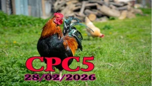 Cập nhật video đá gà trực tiếp CPC5 hôm nay 28022026
