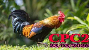 Xem Lại Đá Gà CPC2 Thomo Hôm Nay 23022026 Full HD